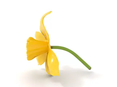 Bright Daffodil model pack Low-poly 3D model