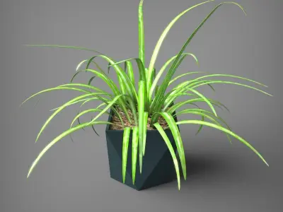 Interior Plant and Pot Chlorophytum  3D model