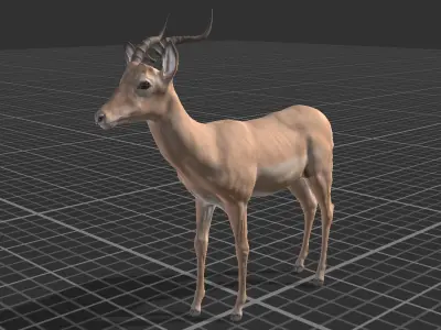 African Animal Pack Low-poly 3D model