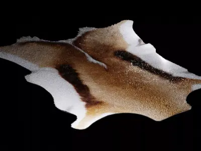 Springbok Hide Rug 3D model