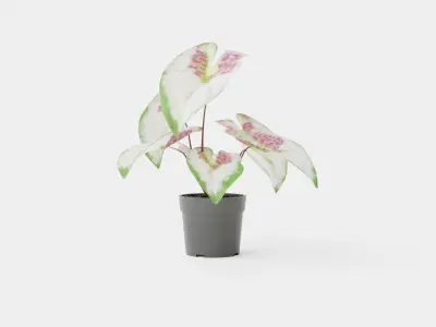 Caladium Low-poly 3D model