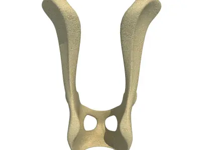 Animal Pelvis 3D model