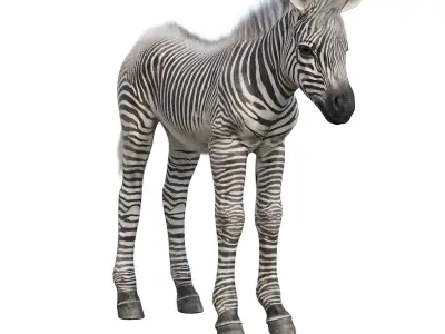 Baby zebra Low-poly 3D model