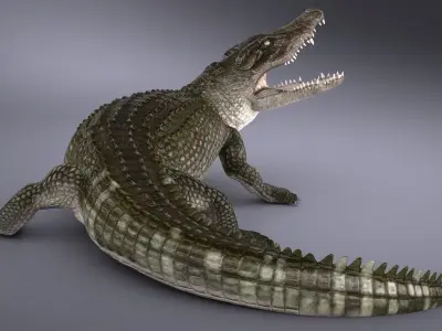Nile Crocodile 3D model