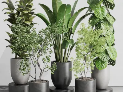 indoor plant ravenala ficus rubbery monstera  Low-poly 3D model