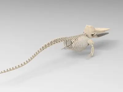 Sperm Whale Skeleton 3D Model 3D model