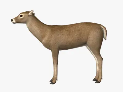 Doe Model deer Low-poly 3D model