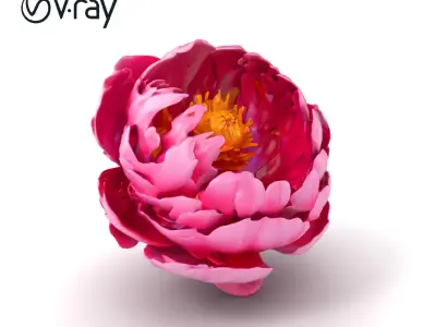 Exquisite 3D Peony Flower Model Pack Low-poly 3D model