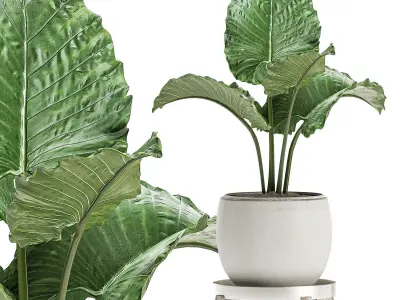Plants in a white flowerpot for decor and interior design 504 3D model
