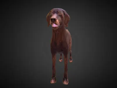 Dog Kurtshaar Brown Low Polygon Art Animal Low-poly 3D model