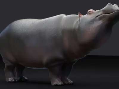 Hippopotamus 3D model