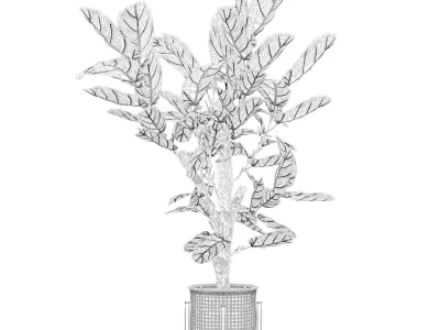 Ficus lyrata in modern flower pot 3D model shop