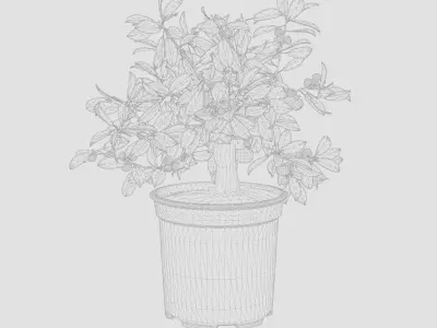 Citrus Calamondin Philippine Lime 3D Model Low-poly 3D model