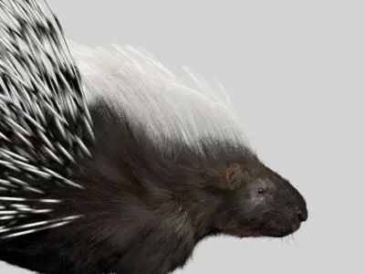 Porcupine 3D model