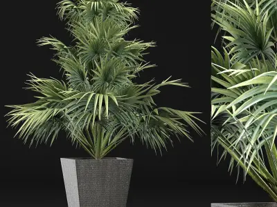 Plants Collection 192 Sabal Minor 3D model
