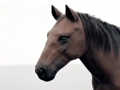 Horse - Realistic Low-poly 3D model