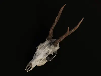 Deer skull young Low-poly 3D model