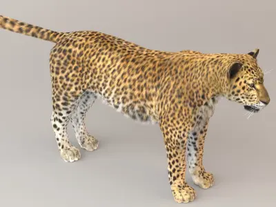 Leopard Fur model 3D model
