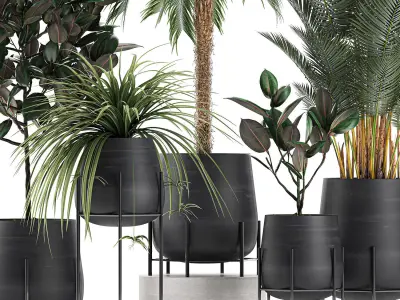 Decorative plants for the interior in white flowerpots 627 3D model