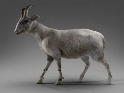 Goat 02 Rigged and Animation  Low-poly 3D model