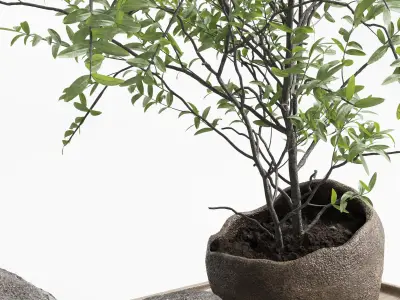 Pulm branch in dirty brown concrete vase - bouquet set 37 Low-poly 3D model