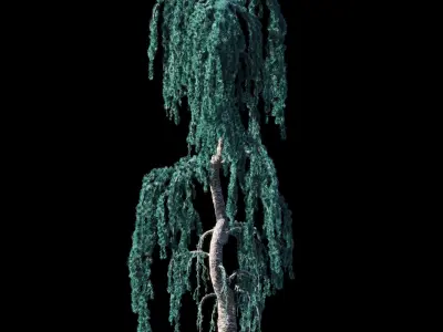 Cedrus Atlantica Glauca Pendula Zigzag Cedar 3d model 3D model
