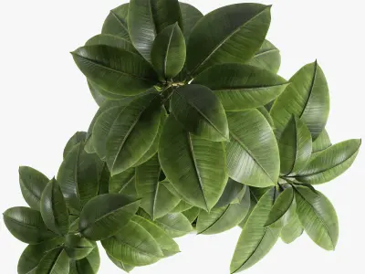 Plant Ficus 3D model
