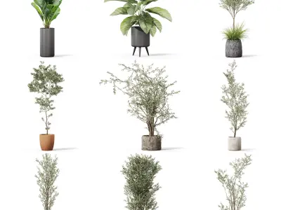 Plants collection vol 37