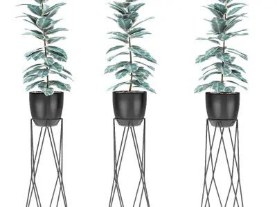 Plant in Pot Flowerpot Exotic Plant 3D model 19