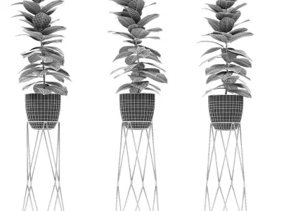 Plant in Pot Flowerpot Exotic Plant 3D model 15