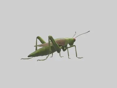 Grasshoper Jumping Model Low-poly 3D model