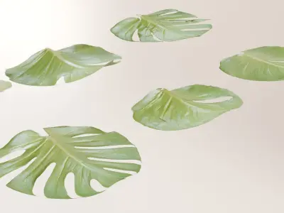 Monstera deliciosa leaves textures and model 3D model