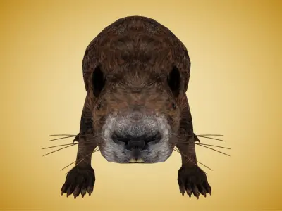 Beaver Low-poly 3D model