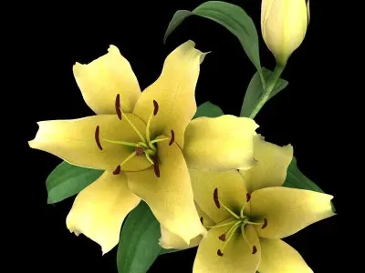 lily yellow 3D model
