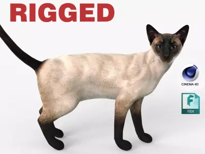 Siamese Cat Rigged for Cinema 4D FBX 3D Model Low-poly 3D model