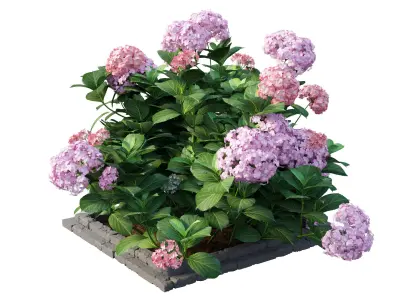 Plants Hydrangea set 13 3D model