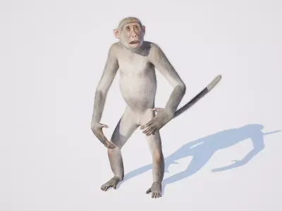 Monkey 3D model order
