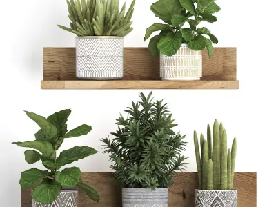 Collection of Exotic Plants 407 3D model