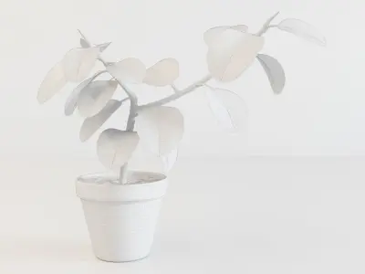 Ficus elastica 3D model