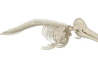 Dolphin Skeleton 3D model