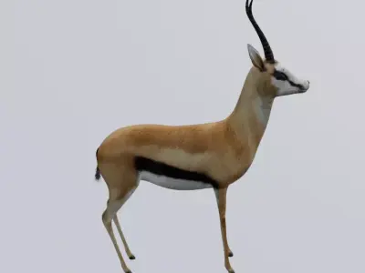 Antelope Low-poly 3D model purchase