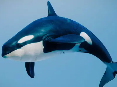 Killer Whale Type A female 3D model
