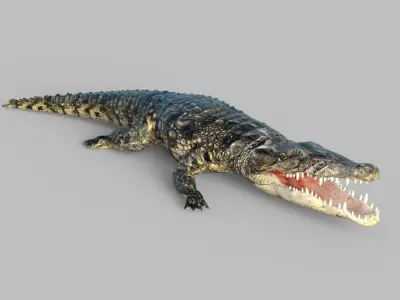 Animated Rigged  Crocodile  Low-poly 3D model