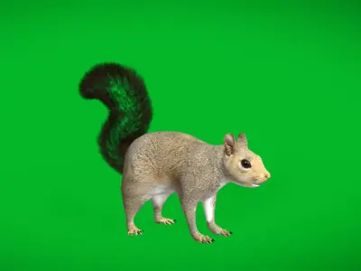 Grey Squirrel Low-poly 3D model