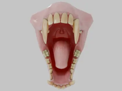 Monkey Macaque Teeth Low-poly 3D model