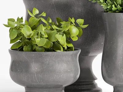 Decorative plant set-39 3D model