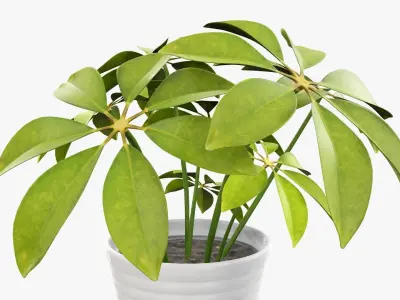 Schefflera plant in pot 3D model