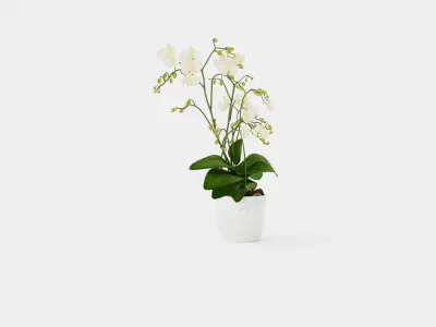 Phalaenopsis hybrid Wild White Low-poly 3D model