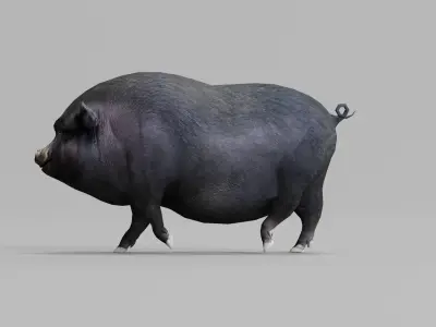 Vietnamese Pot-Bellied Pig Animal Low-poly 3D model