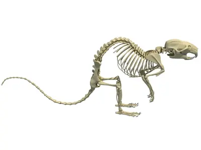 Rat Skeleton 3D model